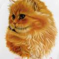 ORANGE PERSIAN-perská  kočka na tričku