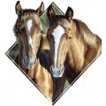 TWO HORSES - tričko koně